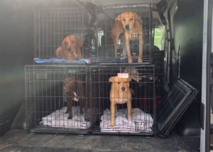 Delaware Shelters Save Sixty-Six Dogs from High-Kill Shelters in ...