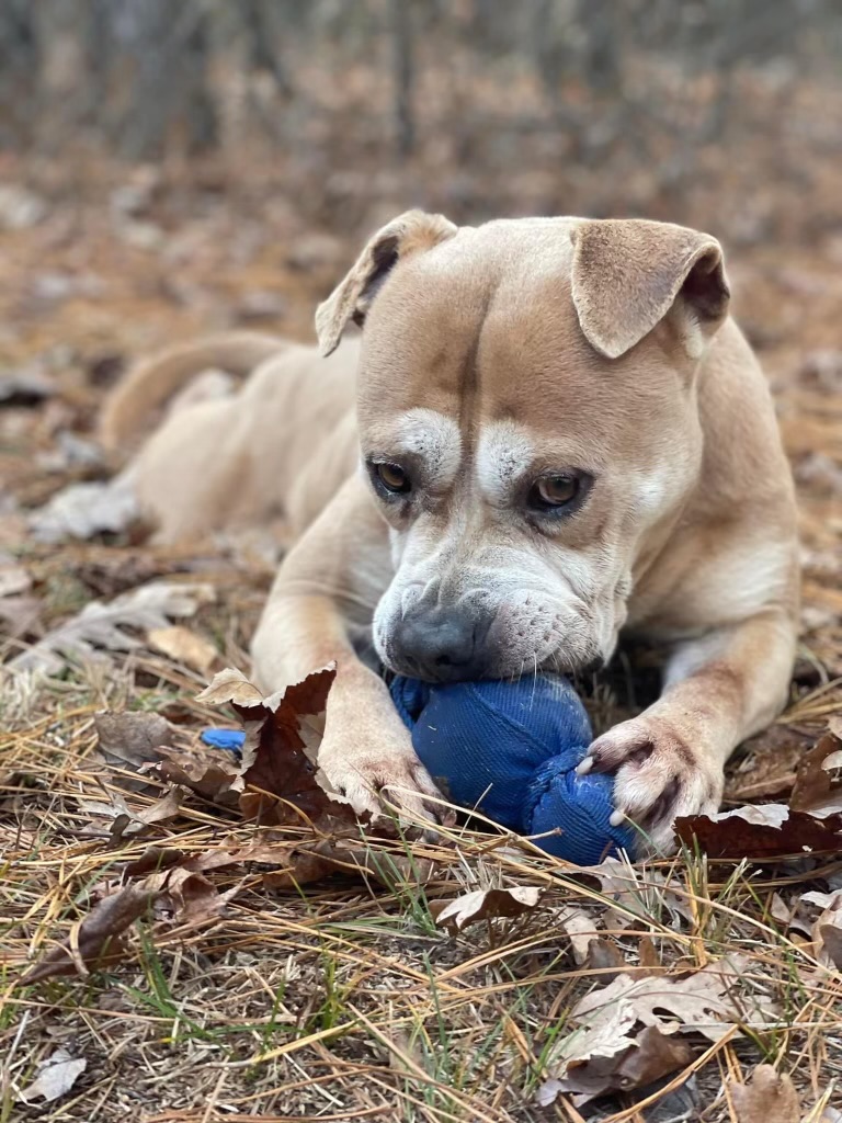 Chico s Rescue Faithful Friends Animal Society