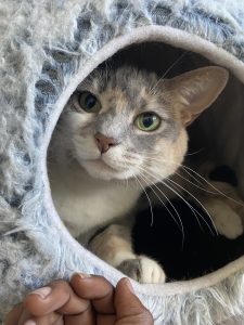 Phoebe